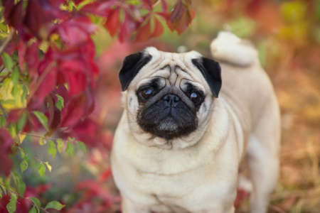 Mops portrait close up in autumn beautiful   parkの写真素材