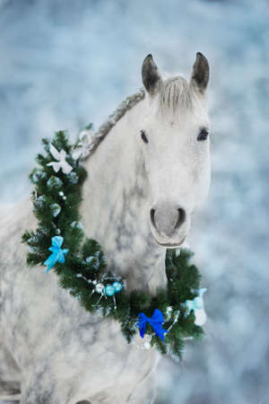 White horse with christmas wreath isolated on black backgroundの写真素材