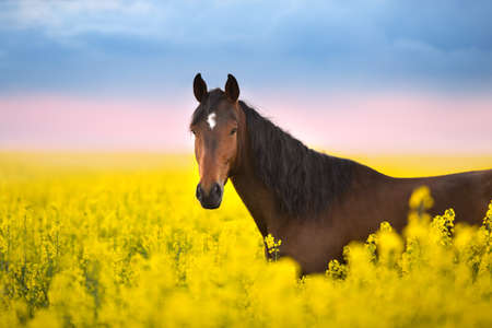 Bay horse with long mane on rape fieldの写真素材