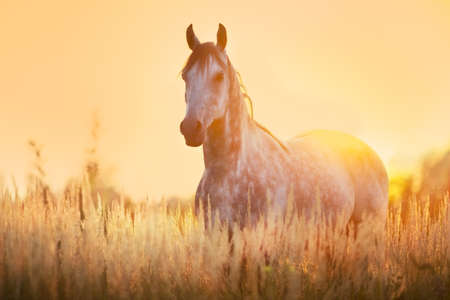 Grey stallion portrait at sunrise lightの写真素材