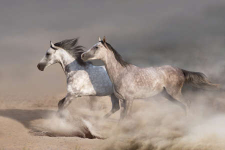 White  horse herd  galloping on sandy dust