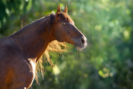 Free horse portrait in motion against green landscape. Horse at summer green meadowの写真素材