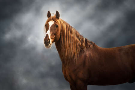 Red horse with long mane on dark backgroundの写真素材