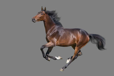 Bay Horse run gallop isolated on gray background