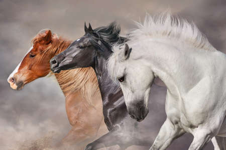 Horses with long mane  run gallop in desert dustの写真素材