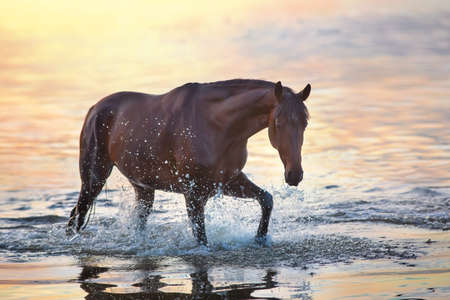 Bay stallion walk in water at sunlightの写真素材