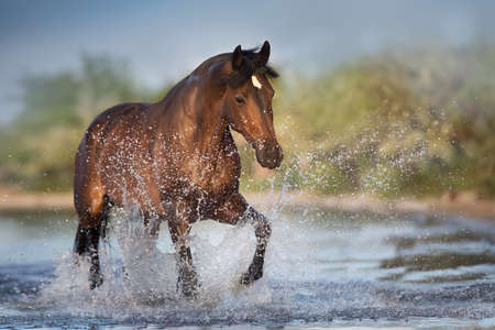 Bay stallion walk in water at sunlightの写真素材