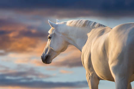 Two white horse with long mane run free against sunset skyの写真素材
