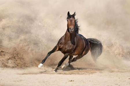 Stallion with long mane run fast against desert dust