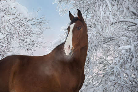 Bay horse in snow frozen forest with pair from nostrilの写真素材