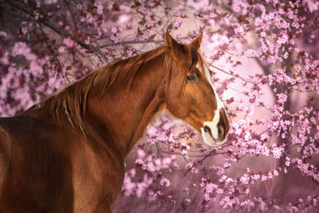 Portrait of sorrel horse in blossoming spring garden at sunriseの写真素材