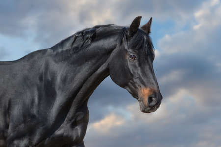 Black horse in snow frozen forest with pair from nostrilの写真素材