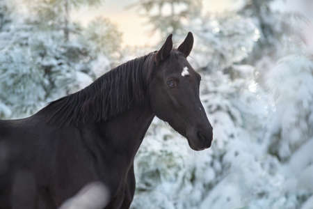 Black horse in snow frozen forest with pair from nostrilの写真素材