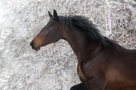 Stallion with long mane rearing up against dramatic sky in dustの写真素材