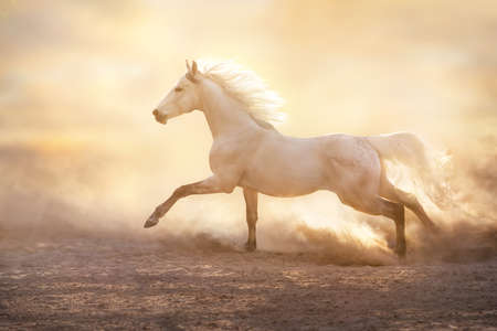 White arabian horse with long mane free run in sunlight in sandy dustの写真素材