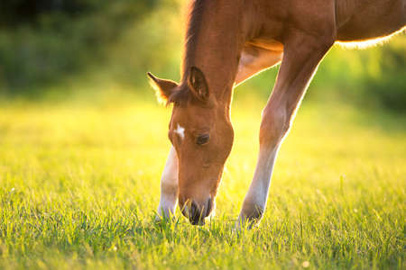 Beautiful red foal grazing on pasture at sunriseの写真素材