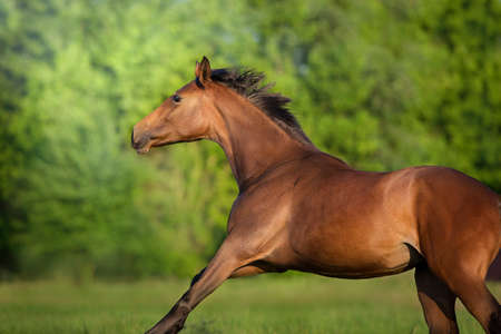 Red Horse run gallop in winter snow wood landscapeの写真素材