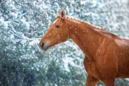 White horse with long mane run free against sunset skyの写真素材