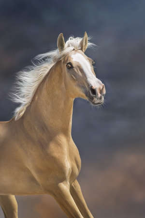 Gray arabian horse run gallop in sandy dustの写真素材
