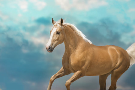 Gray arabian horse run gallop in sandy dust
