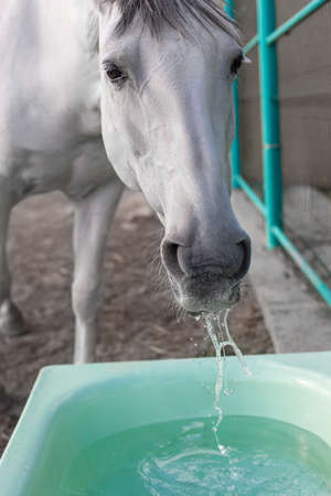 Close up of a white horse drinking water from a bowl in a stableの写真素材