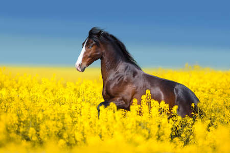 Red beautiful stallion run gallop in water with splash