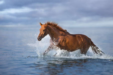 Red beautiful stallion run gallop in water with splash