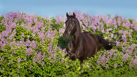 Bay Foal run in green meadowの写真素材