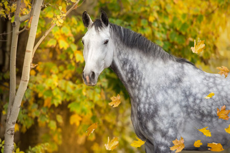 White horse portrait standing against fall yellow treesの写真素材