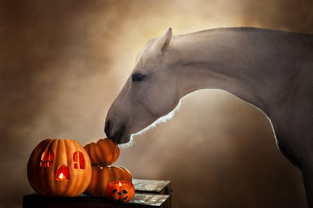 Gray arabian horse run free on desert dust in red national decorationsの写真素材
