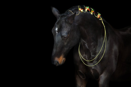 Red Horse in winter snow wood landscape at sunset light. The horses' ears are back meaning she is angryの写真素材