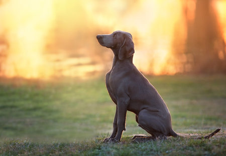 Black stallion with red leaves in mane on black backgroundの写真素材