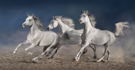 Arabian horses run gallop in desert dust
