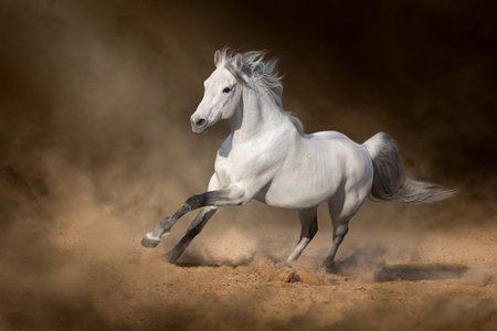 Gray arabian horse run free on desert dust against dark backgroundの写真素材