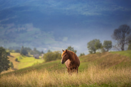 Beautiful horse on pasture against mountain view in sunset lightの写真素材