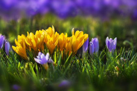 Field of flowering crocus vernus plants, group of bright colorful early spring flowers in bloomの写真素材