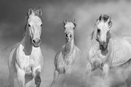 Three white horse free run close up portrait in dustの写真素材