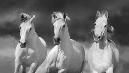 Three white arabian horse free run close up portrait against dramatic skyの写真素材