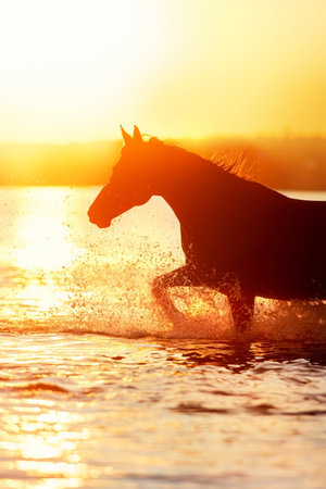 Bay stallion free run with splash in water at sunlightの写真素材