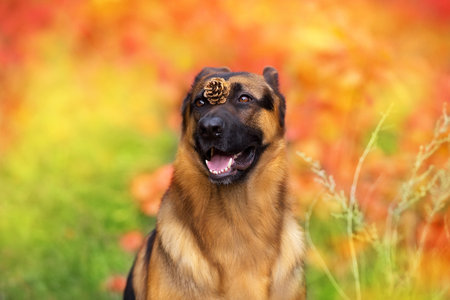 German shepherd dog close up portrait in fall parkの写真素材
