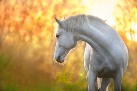 White horse in sunlightの写真素材