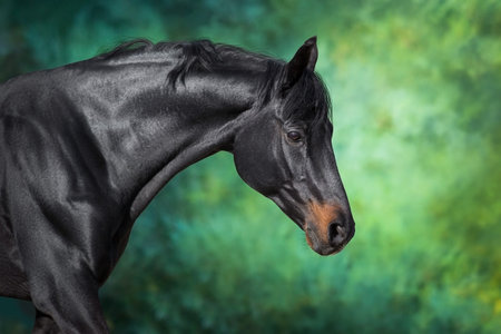 Black horse close up portrait on green backgroundの写真素材