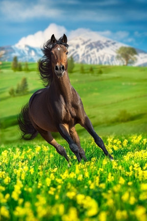 Horse run gallop on spring yellow flowers against mountain landscapeの写真素材