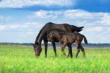 Mare standing with foalの写真素材