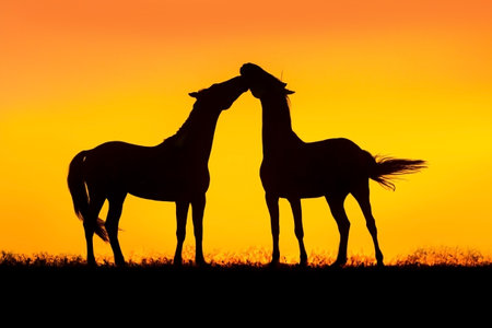 Horse couple silhouette on sunset light on pasture