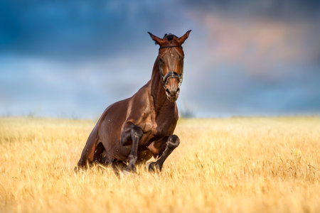 Bay stallion run free in wheat field against cloudy skyの写真素材