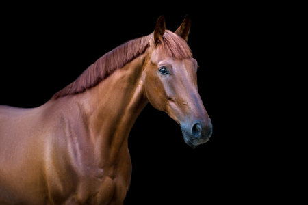 Red horse isolated on whiteの写真素材