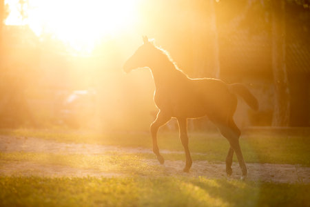 Close-up portrait of a chestnut foal on the meadow in the light of the setting sunの写真素材