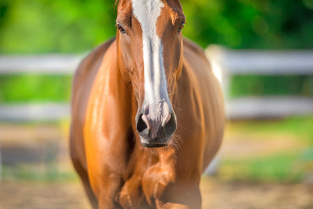 Close up portrait of a red horse with a beautiful faceの写真素材