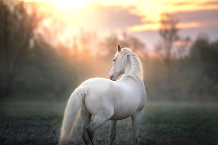 White andalusian stallion close up portrait in summer sunrise lightの写真素材